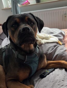 Coockie sucht neues liebevolles zuahsue - Lüdenscheid