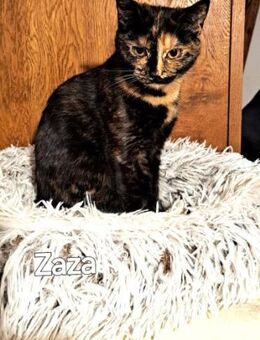 ZAZA - MIMI - EFFIE - - Kempen