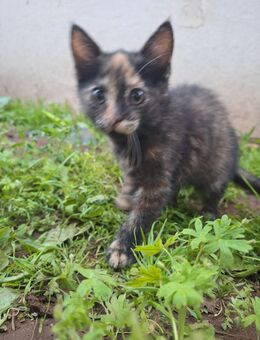 Babykatze sucht zuhause - Berg (Neumarkt)