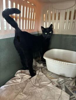 Zula aus dem Tierschutz - Grevenbroich