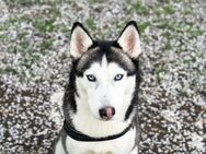 Wunderschöne Husky Hündin in liebevolle Hände abzugeben - Schönefeld