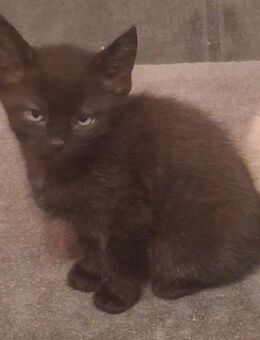 3 Monate alte Kater - Recklinghausen