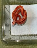 Kornnatter Nachzuchten in 87600