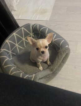 Chihuahua, weiblich - Berlin Reinickendorf