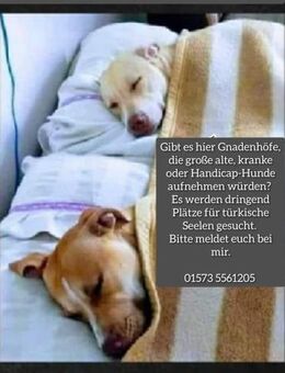 Dringend - Gnadenplätze -- gesucht !!! - Kempen