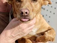Minnie, anhänglich, neugierig,freundlich - Westerholt