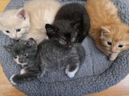Siam-Thai-Perser Katzenmix - Brahlstorf