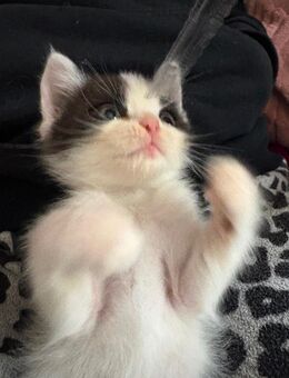 Kleiner Kuschel Kater sucht neue Familie - Beilrode