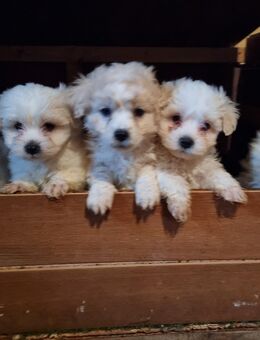 Bichon Malteser - Wadern Zentrum