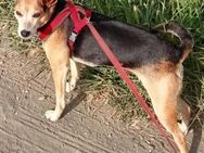 Darcy sucht ihr Zuhause - Grevenbroich