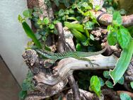 Anolis roquet summus, Martinique Anolis 1.1 - Wuppertal