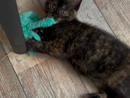 Süße BKH Kitten abzugeben! - Duisburg