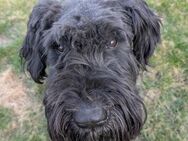 Riesenschnauzer Barney (geb. 03/2021) - Pegnitz