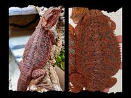 Half Red Monster Hypotrans weibliche Bartagame (pogona vitticeps) - Hamburg Wandsbek