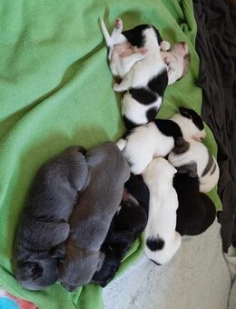Französische Bulldogge Mix Welpe - Klötze