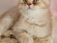 BKH Britisch Kurzhaar Kitten - Lohra