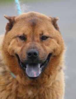 Chevy - sehr lieb u. verträglich - Lohra