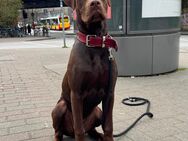 Dobermann Mischling - Hamburg Altona
