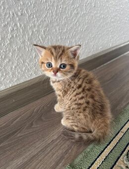 🐾 Zauberhafte BKH Kitten (Golden Shaded) abzugeben 🐾 - Singen (Hohentwiel) Zentrum