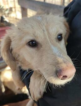 FABIA ~ goldfarbenes Hundemädchen - Duisburg