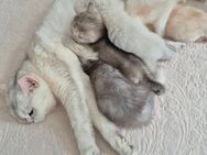 Britisch Kurzhaar - Kitten - Hannover Misburg-Anderten