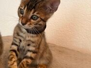 Bengal Kitten Reinrassig - Reinach AG