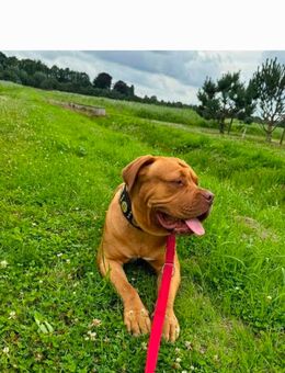 Tyson sucht dringend ein neues zuhause - Nettetal Zentrum
