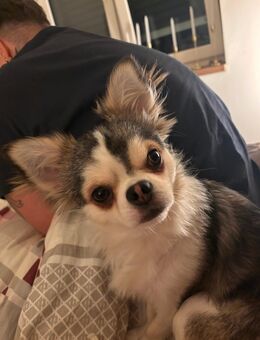 Chihuahua Rüde zu verkaufen - Schleiden