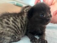 Kitten zu verkaufen - Fürth