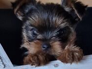 Yorkshire Terrier - Hammersbach