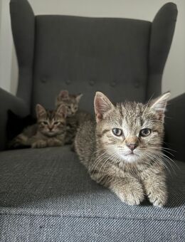 5xBKH/EKH Mix Kitten - Hamburg Hamburg-Nord