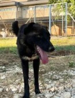 Smoky - vom Mobbingopfer zum Traumhund - Mettmann