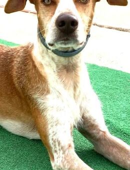 JUMPER - sucht sein Zuhause für immer ! - Kempen