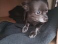 Hunde in 59494