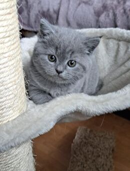 BKH British Kurzhaar Kitte zu verkaufen - Salzgitter