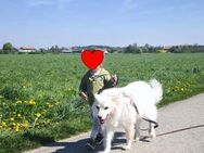 Archille 💙💙💙 braucht neues Zuhause - Bad Karlshafen