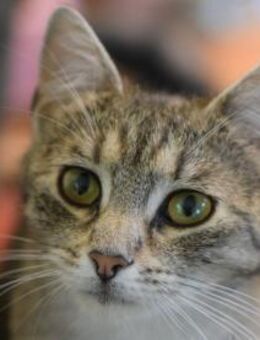 RAJA-lebensfrohe, hübsche Jung-Katze - Rösrath