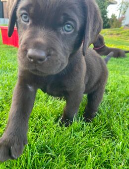 Labrador Welpen schockobraun - Muldestausee
