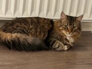 Hauskatze Maine Coon Mix zu verkaufen - Northeim