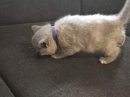 BKH kitten abzugeben - Neuenkirchen (Landkreis Osnabrück)