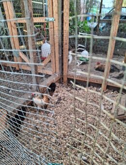 1 Paduaner Zwerg Hähnchen - Hamminkeln