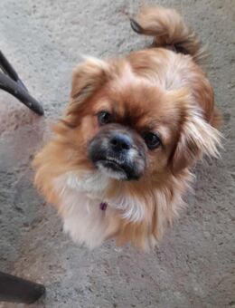 Pekinese suchen ein neues Zuhause - Moormerland