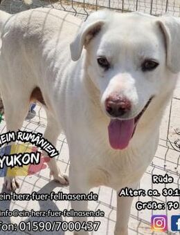 YUKON - ein weißer Schmuseteddybärhund - Waakirchen