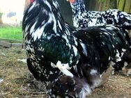 BRUTEIER Brahma schwarz weiß gescheckt mottled grosse Rasse - Roding