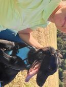 Labrador Mix Pumba sucht noch ein wundervolles neues Zuhause! in 39291