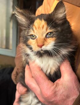 Kitten sucht neues Zuhause - Sofort - Stolzenau