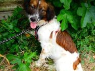 FENIA - Ratingen
