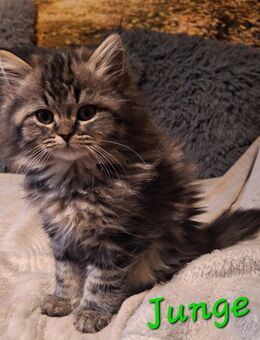 Wir 4 suchen ein liebevolles zu Hause - Zwickau