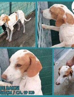 Bracke Baksi sucht ein Zuhause - Margetshöchheim