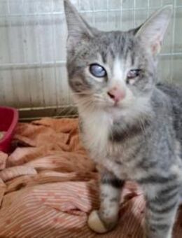 Blinde Paola sucht ihr Zuhause - Neuss